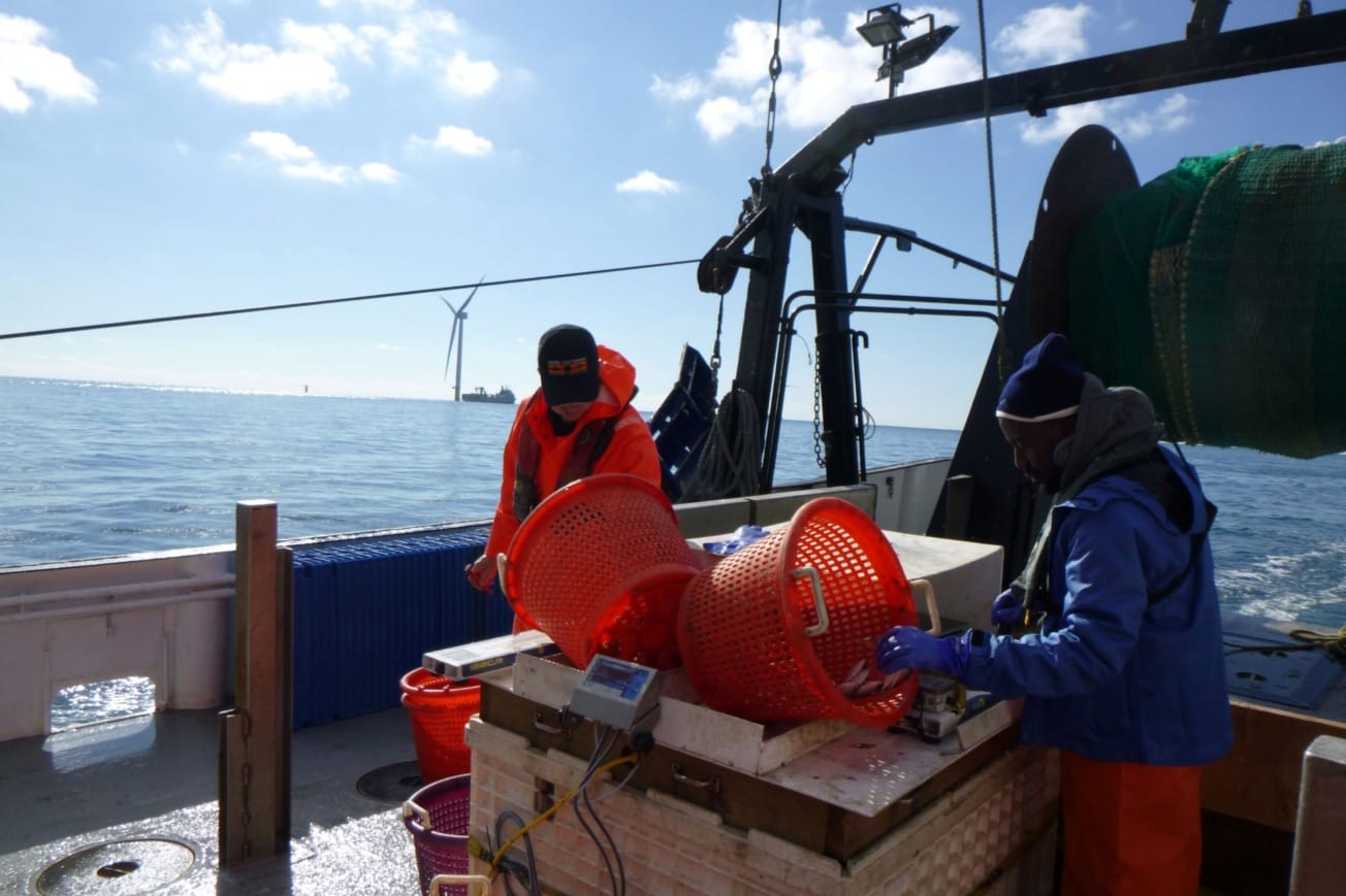 Fishermen sorting their catch on a boat near offshore wind turbines under a clear blue sky.